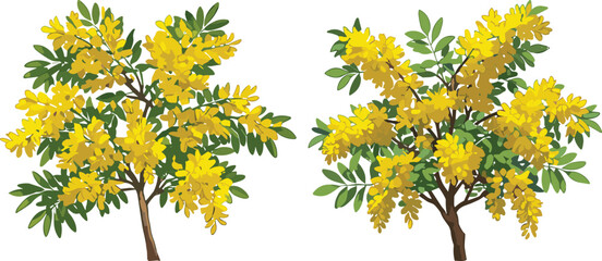 Yellow flowering tree illustration, botanical plant drawing, tropical garden tree, spring blossom foliage, ornamental landscape tree, nature clipart, decorative plant vector art