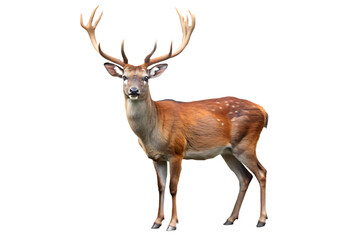 Majestic stag with antlers isolated on a transparent background