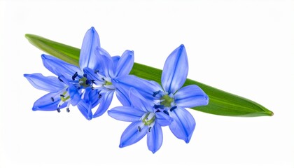 Blue six-petal flowers with green leaves on white background