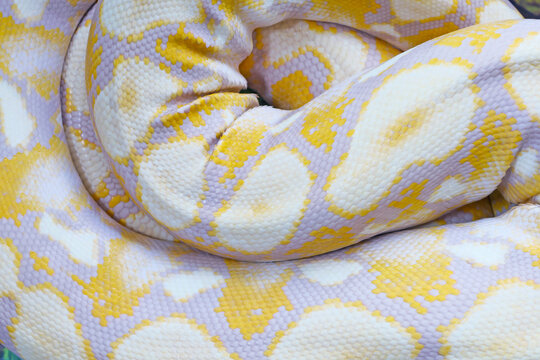 Closeup of Details and Pattern of a lavender Albino Ball Python