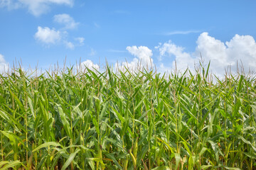 Corn field on a sunny summer day.