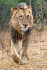 Dominant male lion hanging around in the green season in the Kruger National Park in South Africa