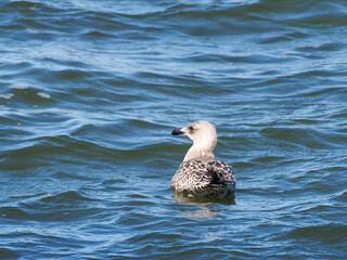 A young gull calmly floating on the water of the Baltic Sea on a sunny day with a blurred background.