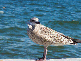A detailed close-up of a young seagull standing on a stone wall on a sunny summer day.