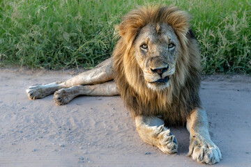Dominant male lion hanging around in the green season in the Kruger National Park in South Africa