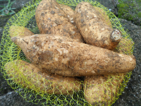 Sweet potato or ubi jalar or Ipomoea batatas is a type of cultivated plant that produces tubers with high carbohydrate nutritional content.