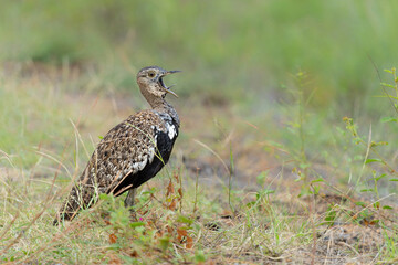 The red-crested korhaan or red-crested bustard (Lophotis ruficrista) displaying and  calling in the Kruger National Park in South Africa