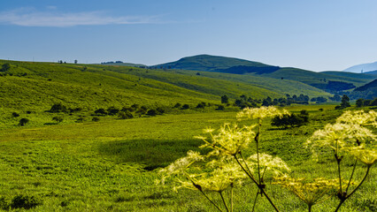 A panoramic view of a lush green highland moor in Nagano Prefecture, Japan, with rolling hills,...