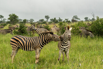 Zebra walking and hanging around in the Kruger National Park in South Africa