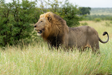 Dominant male lion hanging around in the green season in the Kruger National Park in South Africa