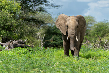 Elephant bull walking in the Kruger National Park in South Africa