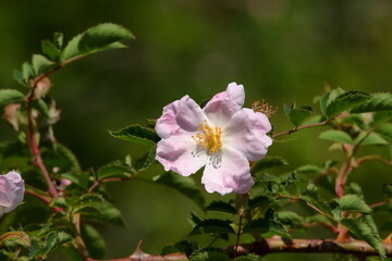 Obraz premium Close-up of delicate pink flower.