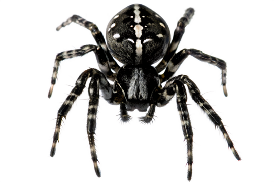 White striped spider isolated on a transparent background - Powered by Adobe