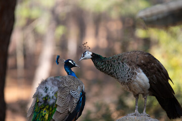 Peacocks standing on the ground in the Plaka forest on the Greek island of Kos, background or wallpaper for your project
