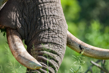 South Africa, Kruger National Park, African Elephant (Loxodonta africana), Tusks detail