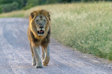Dominant male lion hanging around in the green season in the Kruger National Park in South Africa