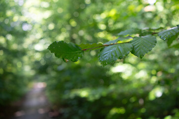 Region Teutoburger Wald