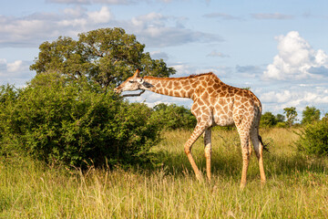 South Africa, Kruger National Park, Giraffe (Giraffa camelopardalis)