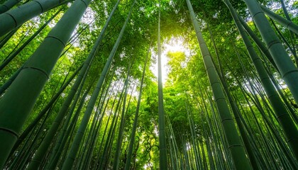 Fototapeta premium A breathtaking low-angle view of a dense, vibrant bamboo forest with sunlight filtering through the tall stalks, creating a serene and natural ambiance