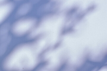 Shadow of tree branch sunlight on white background surface