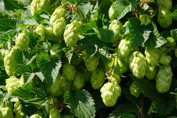 Hop cones illuminated by bright daylight, showing their natural texture.