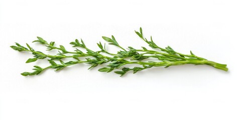 Obraz premium A sprig of sea purslane rests horizontally on a white background. The plant features slender, green stems and small, delicate leaves.