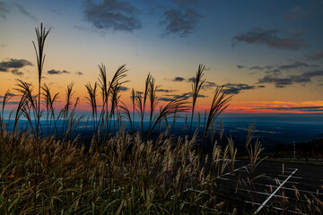 Obraz premium 栗駒山 夕焼けに染まるススキ 