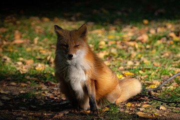 red fox vulpes