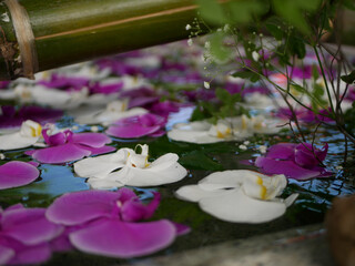pink water lily