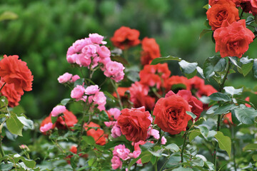 Pink Rosa Angela and red Spartan is a floribunda rose variety.