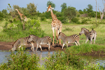 Obraz premium South Africa, Kruger National Park, Burchell's Zebra (Equus quagga burchellii) and Giraffe (Giraffa camelopardalis)