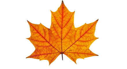 Fototapeta premium Autumn Maple Leaf, isolated on transparent background PNG cut out
