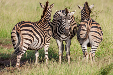 South Africa, Kruger National Park, Burchell's Zebra (Equus quagga burchellii)