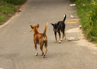 Two dogs walking on a road