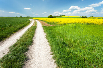Dirt road through green and yellow fields