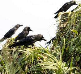 A group of black birds are perched on a tree branch