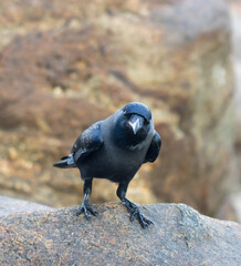 A black bird is standing on a rock