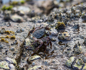 A crab is walking on a rocky shoreline