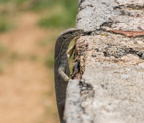 A lizard is on a wall