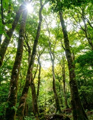 Obraz premium Sunlight filtering through lush forest canopy