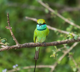 A green bird is perched on a branch