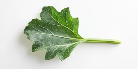 Obraz premium A single, vibrant green leaf rests on a white surface. The leaf has deeply textured, slightly crinkled edges and prominent veins. The leaf's shape is irregular, with a pointed tip and rounded lobes. 