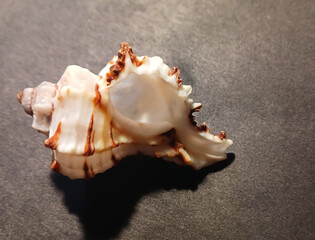 Seashell with Small Spiral Shells