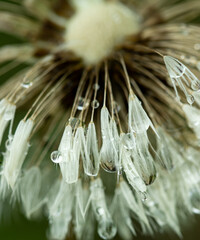 A flower with many small white flowers on it