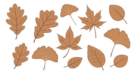 Collection of Brown Autumn Leaves on White Background for Fall Nature Design