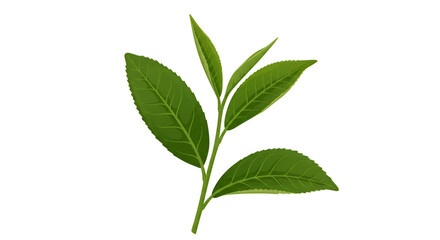 Fresh Green Tea Leaves on White Background