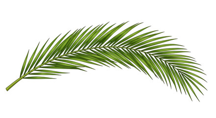 Green Palm Leaf on White Background for Tropical or Nature Themes