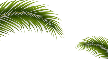 Obraz premium Green Palm Leaves on White Background Tropical Nature Decoration