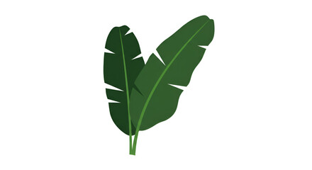 Green Tropical Banana Leaf Plant Isolated on White Background