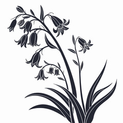 black and white hyacinthoides hispanica excelsior 